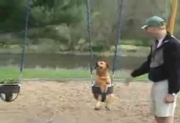 Chien sur une balançoire