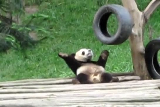 Bébé panda s’amuse et danse