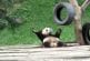 Bébé panda s’amuse et danse