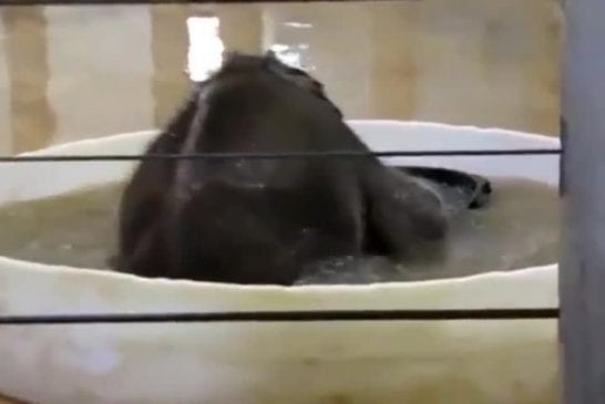 Bébé éléphant prend un bain