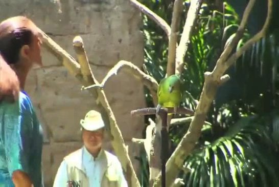 Perroquet chante à Disney World