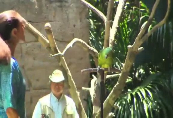 Perroquet chante à Disney World