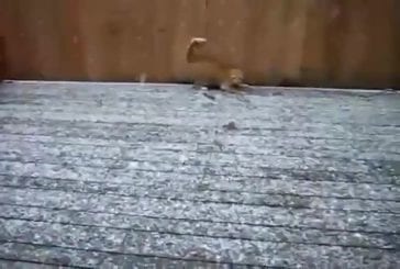 Chat voit la neige pour la première fois