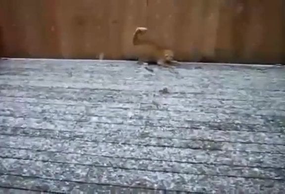 Chat voit la neige pour la première fois