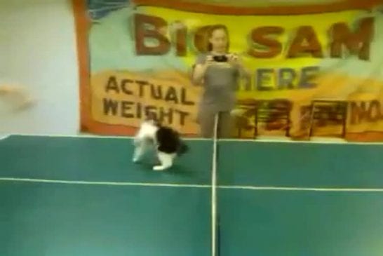 Ping-pong pour chat