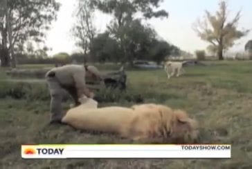 Homme joue avec un lion sauvage