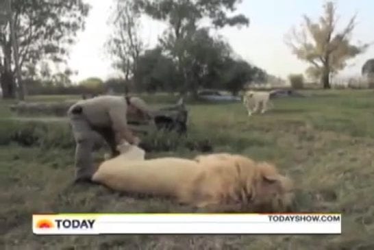 Homme joue avec un lion sauvage