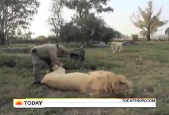 Homme joue avec un lion sauvage