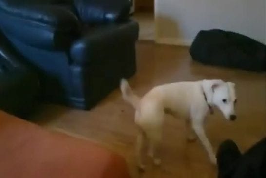 Chien glisse et se cache de honte