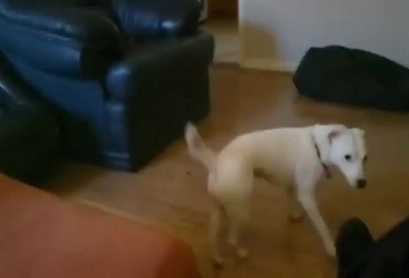 Chien glisse et se cache de honte