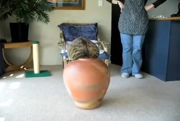 Gros chat coincé dans un pot
