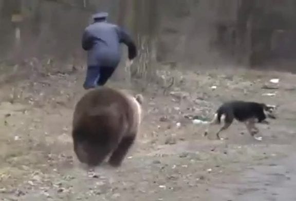 Un ours se ballade sur une autoroute russe