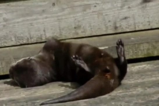 Une loutre joue avec une pierre