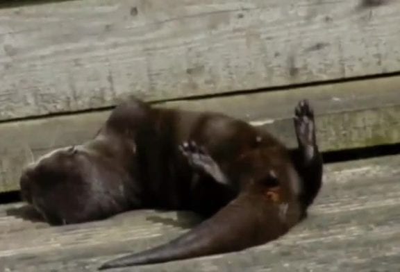 Une loutre joue avec une pierre