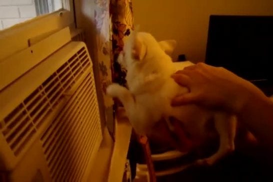 Chiot nage dans l’air conditionné