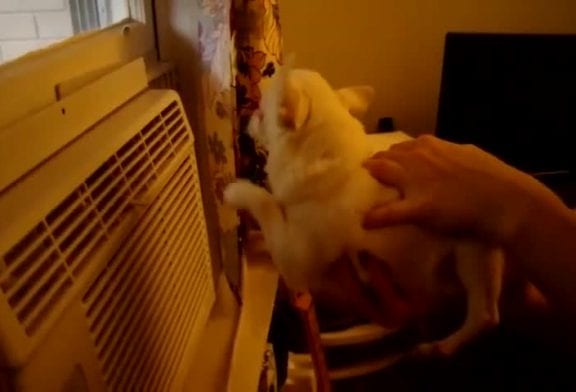 Chiot nage dans l’air conditionné