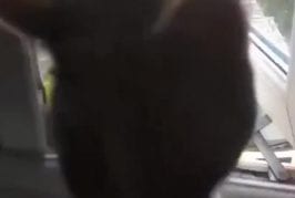 Supercat le nouveau héro
