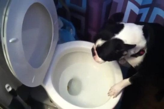 Chien utilise toilettes pour vomir