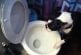 Chien utilise toilettes pour vomir