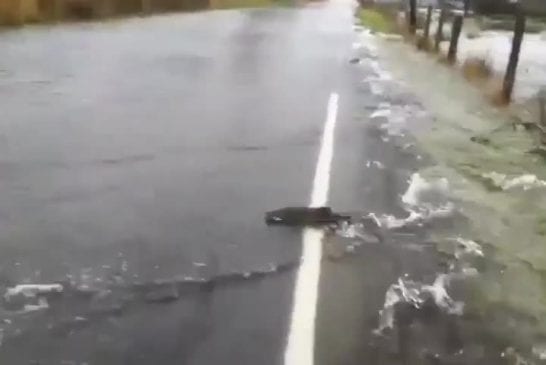 Pourquoi le saumon traverse la route?