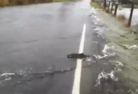 Pourquoi le saumon traverse la route?