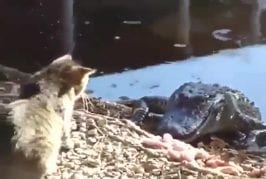 Chat se bat contre un crocodile
