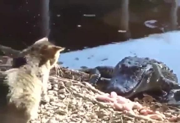 Chat se bat contre un crocodile