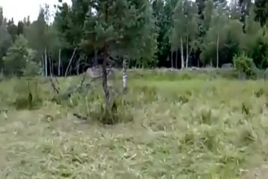 Le camouflage parfait