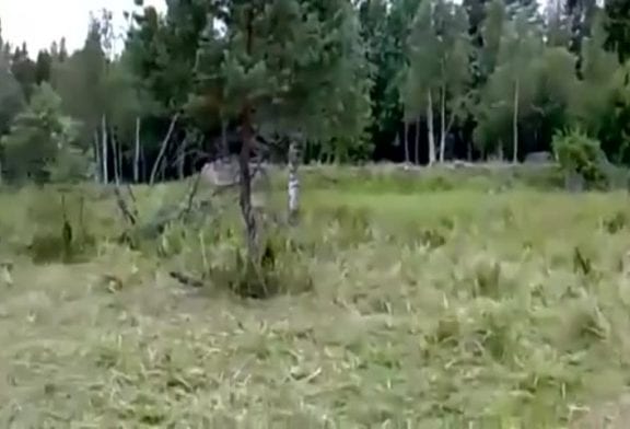 Le camouflage parfait