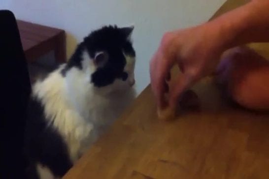 Ce chat gagne à chaque fois au jeu du hasard