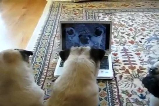 Chiens regardent leur vidéo sur youtube