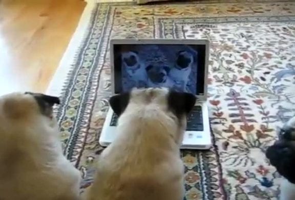 Chiens regardent leur vidéo sur youtube