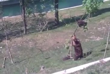 Maman ours essaie de faire descendre son petit d’un arbre
