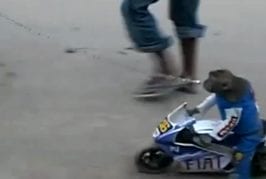 Singe sur une moto
