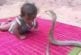 Bébé joue avec un cobra