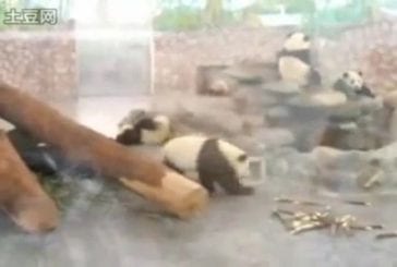 Des pandas font une évasion audacieuse