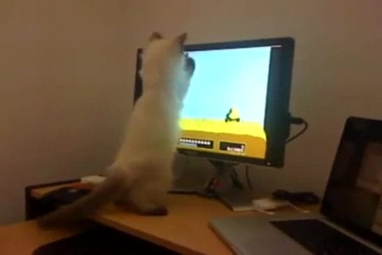Chat joue à la chasse au canard
