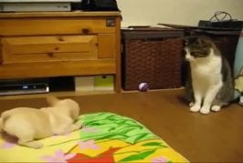 Chiot bouledogue français contre un chaton