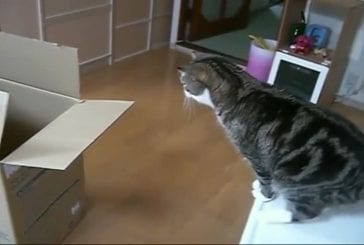 Grande boîte pour chat