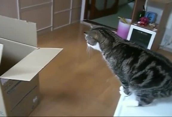 Grande boîte pour chat