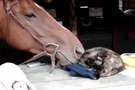 Cheval mange un chat