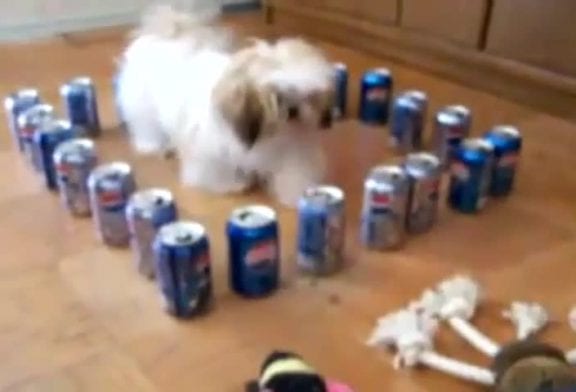 Drôle Shih Tzu est prisonnier de canettes de Pepsi