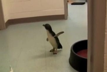 Le petit pingouin du zoo de Cincinnati