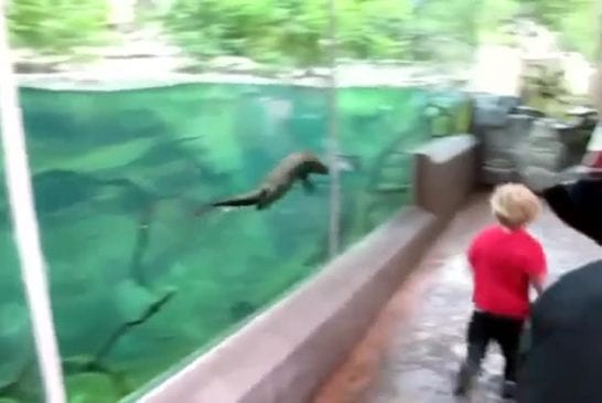 Jouer avec une loutre