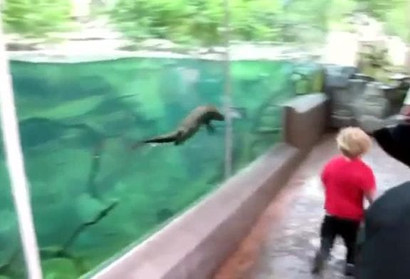 Jouer avec une loutre