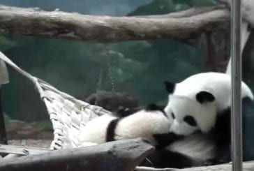 Maman panda fait un câlin à son petit