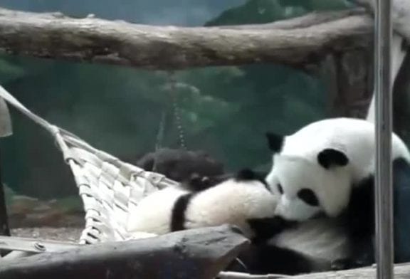 Maman panda fait un câlin à son petit