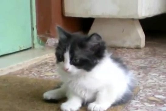 Mignon petit chaton fatigué