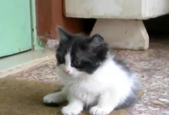 Mignon petit chaton fatigué