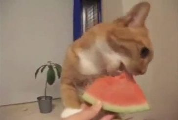 Chat dévore une pastèque